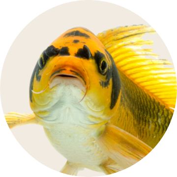 Fish Food