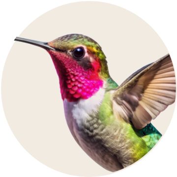 Bird's Food