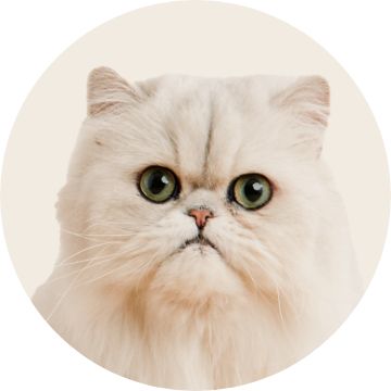 Cat's Food