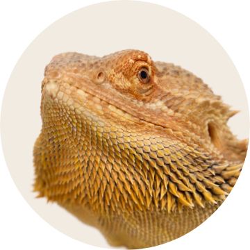 Reptile Food