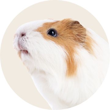 Small Pet